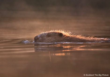Beaver swimming